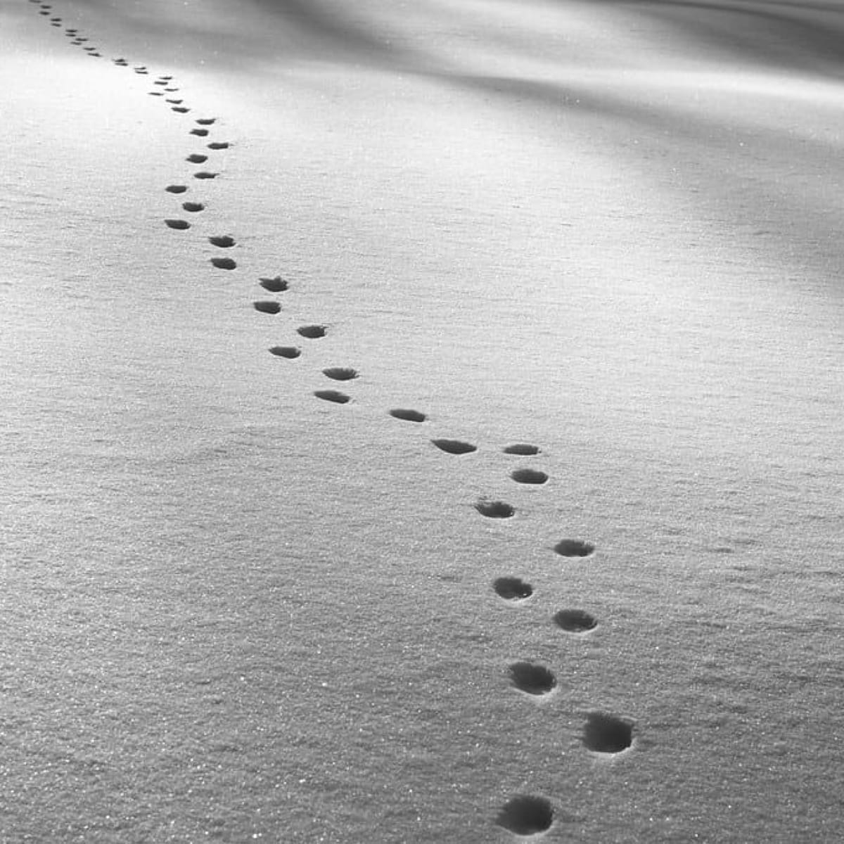 10. Salma Arastu -- We Are All One