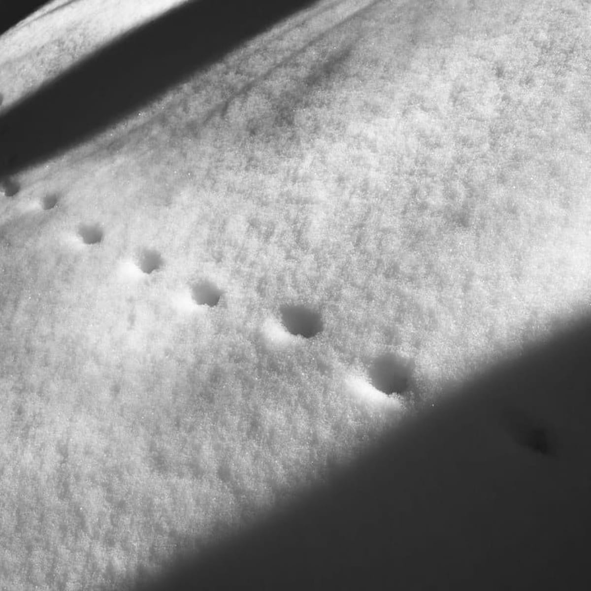 14. Layel Camargo -- Queer Ecology, Indigenous Stewardship, and the Power of Laughter