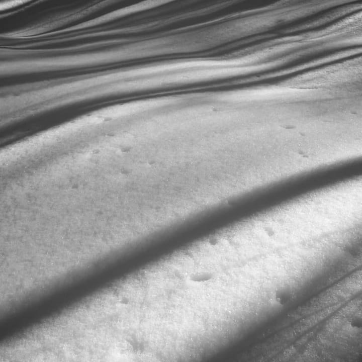 13. Forrest Gander -- "Forest"