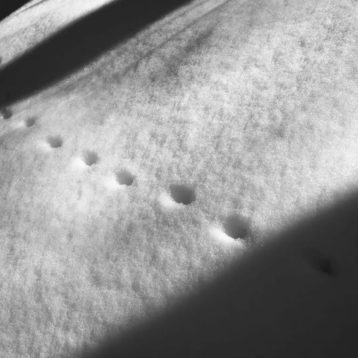 14. Layel Camargo -- Queer Ecology, Indigenous Stewardship, and the Power of Laughter