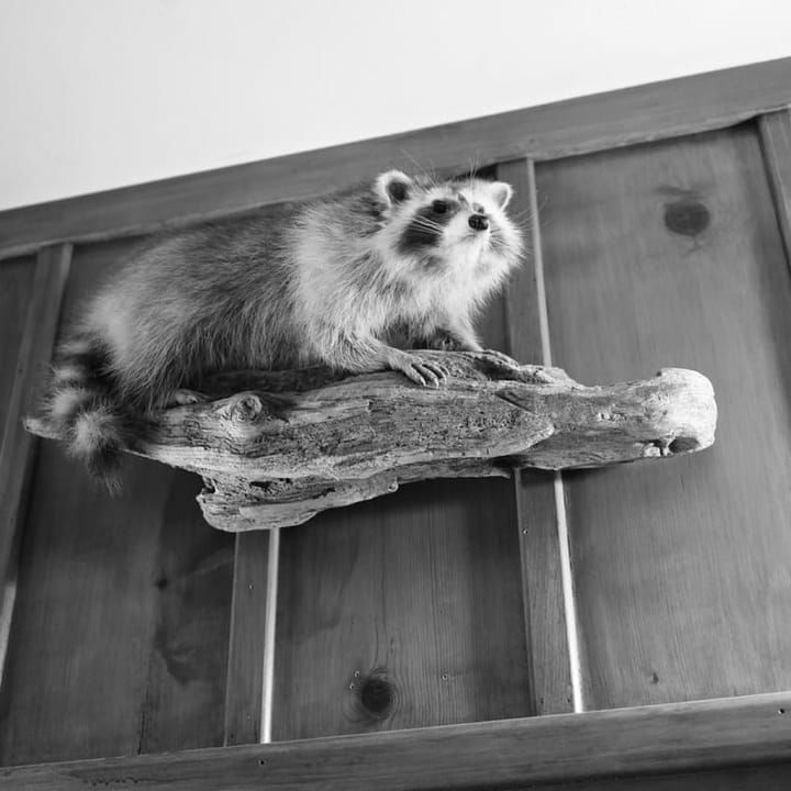 4. Adam Rome -- A Historical Perspective on Our Environmental Future